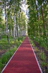 dark red running trail in the park among birch trees