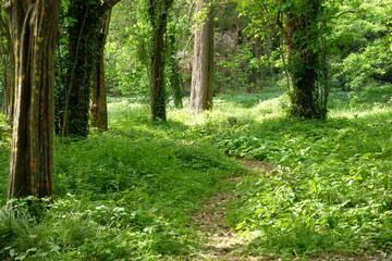 path in the botanical garden