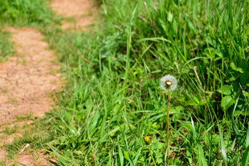 dandelion in grass near the footpath, close-up