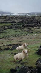 Schafe in der Wildnis von Island