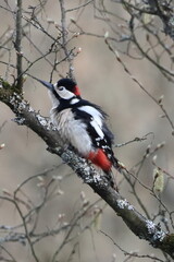 Buntspecht Männchen