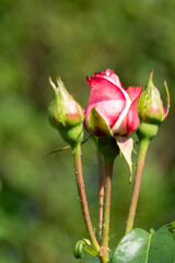 Bl&uuml;tenknospen - Rosen - Pflanze