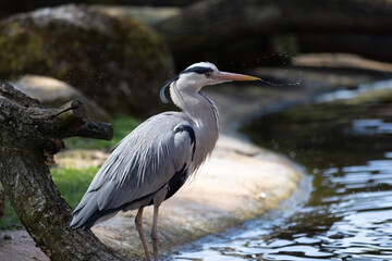great blue heron Kanadareiher
