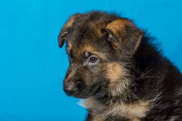 Beautiful puppy of the German Shepherd breed on a blue background.