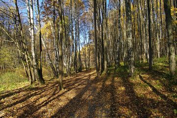 Stripes of light and shadow on fallen leaves on a path in the autumn forest.