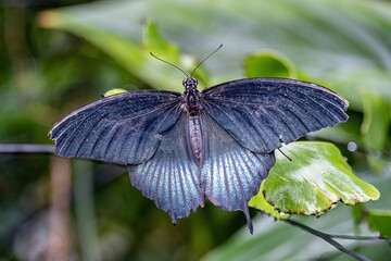 Schmetterling
