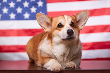 Corgi lying in front of the American flag. Proud dog in front of the American flag on Independence Day. Concept of America. Flag Day in the United States of America. Funny dog face.
