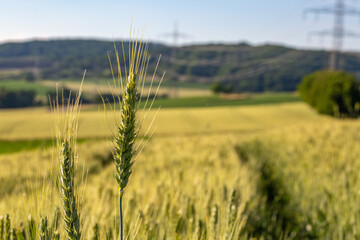 champs de bl&eacute; et prairie dans une campagne vallonn&eacute; et verdoyante