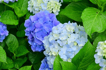 Early summer flowers