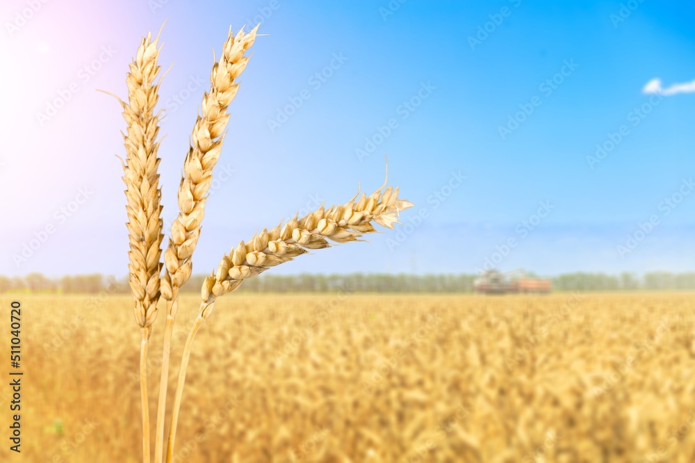 Canvas Prints Golden  fresh ears of wheat in spring field. Agriculture scene.