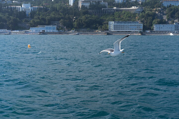 Seascape with a flying white gull