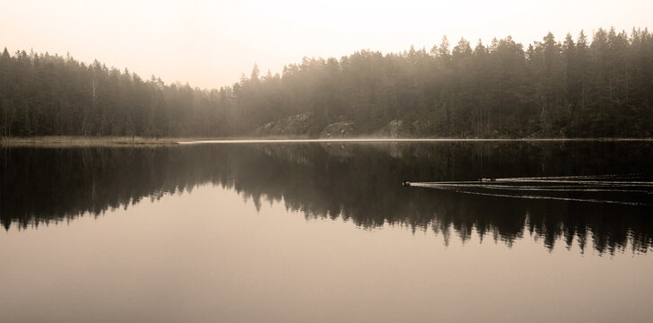 Misty morning with mirror reflection of trees on lake with ducks