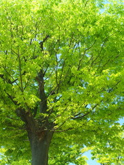 春の公園の新緑の欅と青空