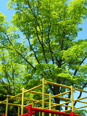 公園のジャングルジムと春の新緑の欅と青空