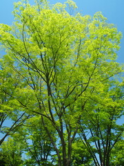 春の新緑の欅と青空