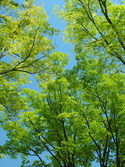 春の新緑の欅と青空