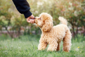 The young girl is hand feeding her little poodle. The child engages the dog's training and gives...