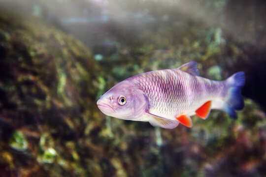 Fish in big natural aquarium in Klaipeda Lithuania. The European chub (Squalius cephalus)