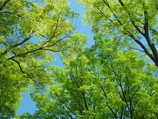 春の新緑の欅と青空