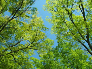 春の新緑の欅と青空