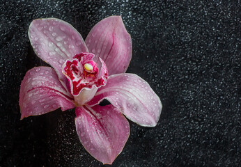 Beautiful orchid with drops on the petals close up.