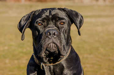 Black beautiful dog breed Cane Corso on a clear day.