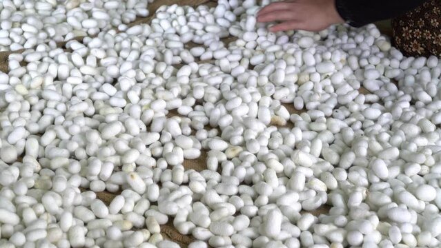 Silkworms feeding on mulberry leaves in a silkworm production facility.
Processes of preparing silkworm cocoons for silk production.