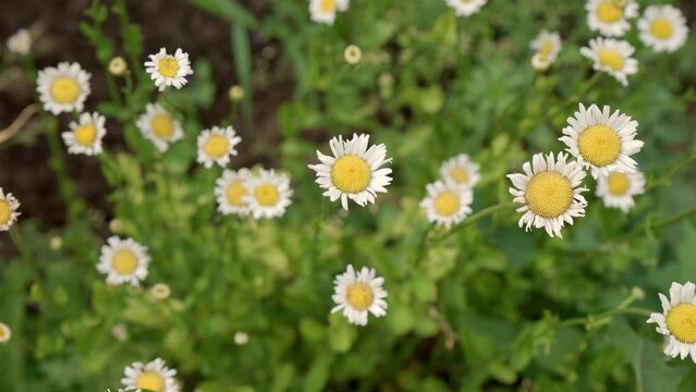 A floral background of daisies that sway from a slight wind. View from above. High quality 4k footage