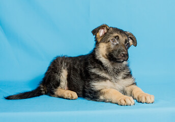 Beautiful puppy of the German Shepherd breed on a blue background.