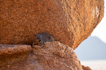 Hyrax sitting on a rock at sunset