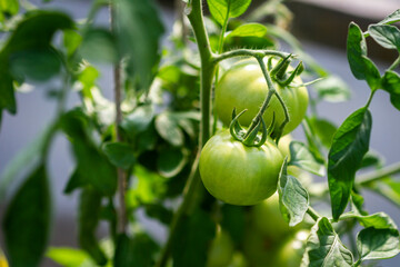 Green tomatoes growing on a branch in a greenhouse.