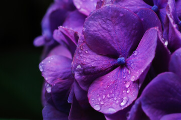 雨に濡れて水玉がついた紫のあじさい