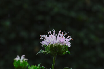 ヤグルマカッコウ