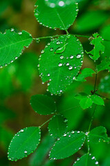 雨が降り萩の葉に水玉が付く