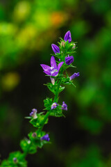 キキョウソウが咲く