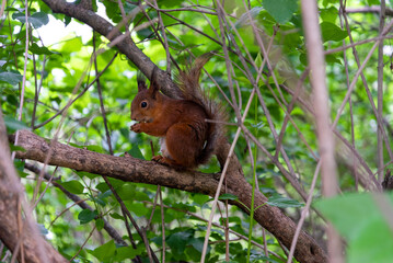 A squirrel on a tree branch in a summer park.