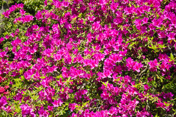 たくさんの赤いツツジ