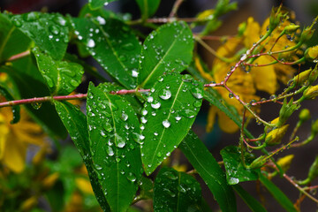 雨に濡れて水玉がついたビヨウヤナギ