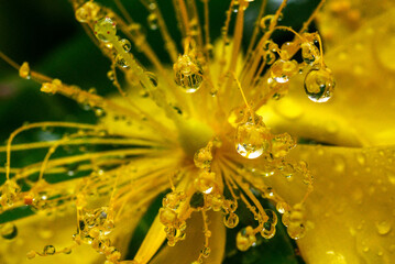 Naklejka premium 雨に濡れて水玉がついたビヨウヤナギ