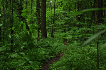 Fototapeta premium A forest is an area of land dominated by trees. Hundreds of definitions of forests are used worldwide, including factors such as tree density, tree height, land use, legal status, and ecological funct
