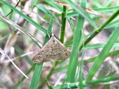 False White Pest (cnaphalocrosis Medinalis)