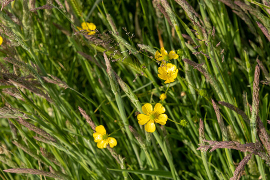 Spearwort (also known as Lesser spearwort) flowers amongst grasses