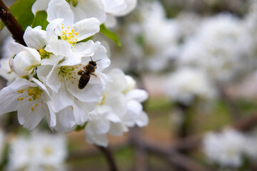 Beautiful Spring Nature background with Flowers Apple tree close up, soft focus. Branch with white Apple blossom on blurred garden background. Scenic natural Wallpaper or Web banner with copy space