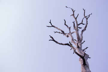 An old branch of tree with no leaves under a clear sky
