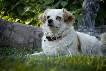 The half blood princess