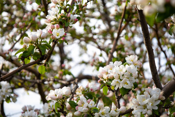 Beautiful Spring Nature background with Flowers Apple tree close up, soft focus. Branch with white Apple blossom on blurred garden background. Scenic natural Wallpaper or Web banner with copy space