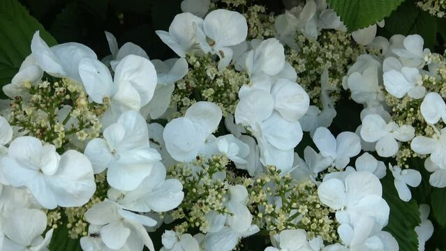 Guelder rose. Large white flowers blooming viburnum opulus