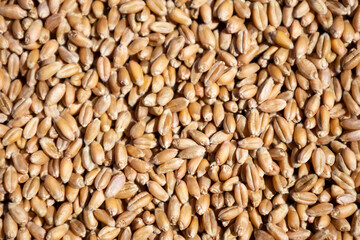 Wheat grains in sack. Close-up of cereal seeds.