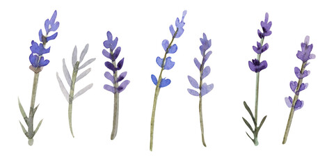 watercolor lavender isolated on white background