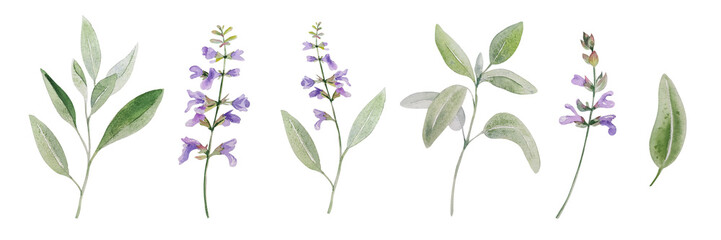watercolor herb illustration of sage © Оксана К.